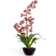 Орхидея Дендробиум бургундия с белым 65 см в коричнево-бордовом кашпо
