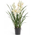Орхидея Цимбидиум белая куст 100 см в кашпо 2 ветки