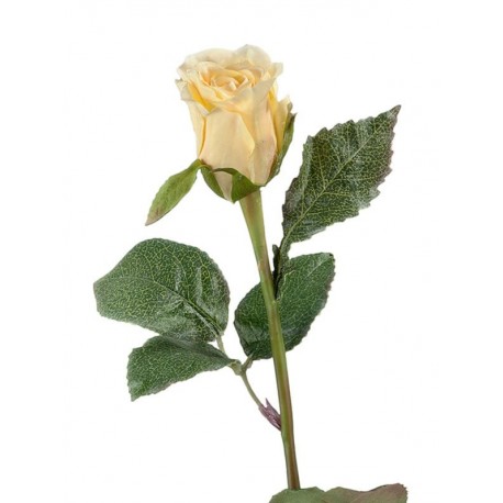 Роза Анабель бледно-золотисто-розовая