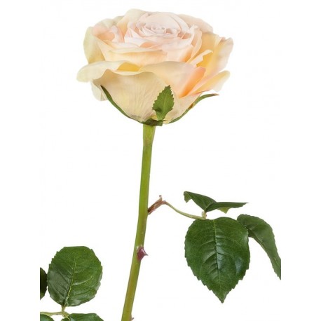 Роза Верди нежно-персиковая с нежно-розовым