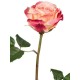 Роза Верди нежно-персиковая с малиновым
