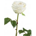 Роза Джема белая ваниль