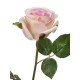 Роза Джулии нежно-розовая с кремовым