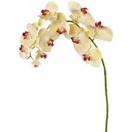 Орхидея Фаленопсис бледно-золотистая с бордо