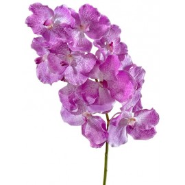 Орхидея Ванда с ярко-сиреневыми