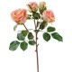 Роза Флорибунда ветвь розово-персиковая