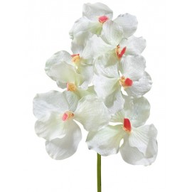 Орхидея Ванда белая с розовой сердцевинкой