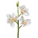 Орхидея Цимбидиум ветвь белая малая