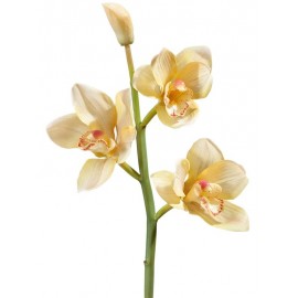 Орхидея Цимбидиум ветвь нежно-золотистая