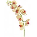 Орхидея Фаленопсис Мидл бледно-золотистая с бордо
