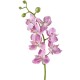 Орхидея Фаленопсис Элегант розово-белая