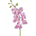 Орхидея Фаленопсис Элегант розово-белая