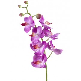 Орхидея Фаленопсис Элегант светло-фиолет