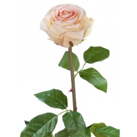 Роза Соло Нью большая нежно крем-розовая