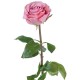 Роза Соло Нью большая розовая