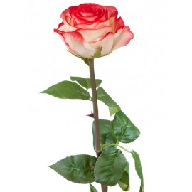 Роза Соло Нью большая кремовая с розовым