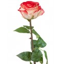 Роза Соло Нью большая кремовая с розовым