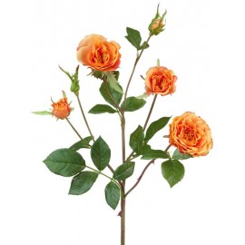 Роза Вайлд ветвь персиково-оранжевая