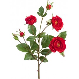 Роза Вайлд ветвь красная высота