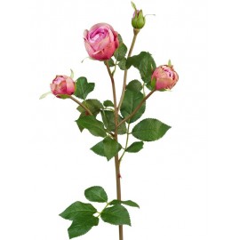 Роза Пале-Рояль ветвь малиново-розовая