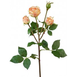 Роза Пале-Рояль ветвь персиково-золотистая