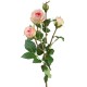 Роза Пале-Рояль ветвь нежно-розовая