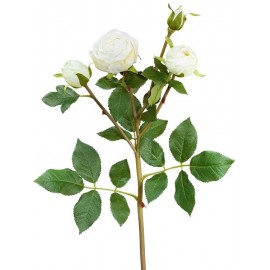 Роза Пале-Рояль ветвь бело-зеленая
