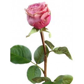 Роза Эсперанса Мидл сиренево-розовая с зелёной каймой