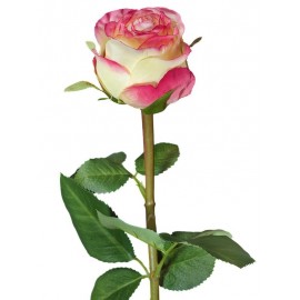 Роза Эсперанса Мидл лимонная с розовой каймой