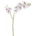 Орхидея Фаленопсис белая с розовая сердцевинкой ветвь