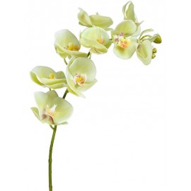 Орхидея Фаленопсис светлый лайм ветвь