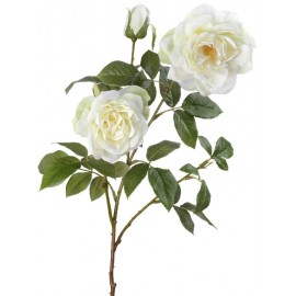 Роза Эльфе белая крупная садовая высота