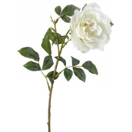 Роза Эльфе белая крупная садовая высота 56 см