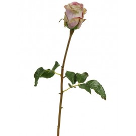 Роза Аква пудрово-сиреневая с лаймом