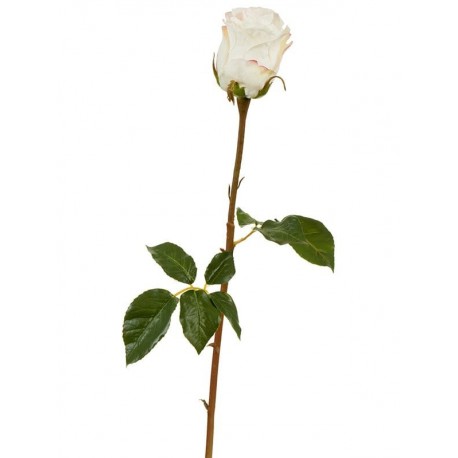 Роза Аква белая с нежно-розовой каймой