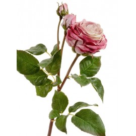 Роза Дэвид Остин Мидл ветвь пудрово-розово-малиновая