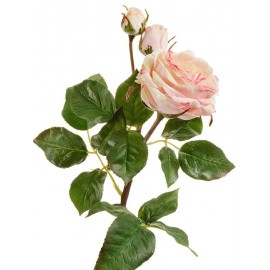 Роза Дэвид Остин Мидл ветвь кремово-розовая со светлым лаймом