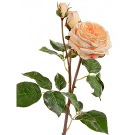 Роза Дэвид Остин Мидл ветвь светло персиковая