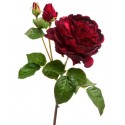 Роза Дэвид Остин Роял ветвь бордово-красная