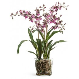 Композиция орхидея Онцидиум бургундия 67 см