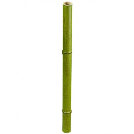 Бамбук стебель полый светло зеленый