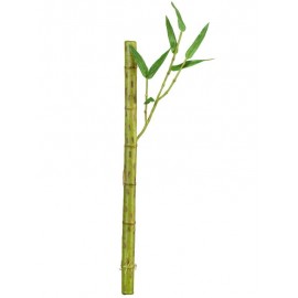 Бамбук стебель длинный светло зеленый с веточкой