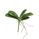 Листья Орхидеи Фаленопсис-мини