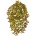 Ватер-грасс (Рясковый мох) куст светло-коричнево-зеленый