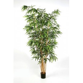 Бамбук Новый Биг Лиф 300 см