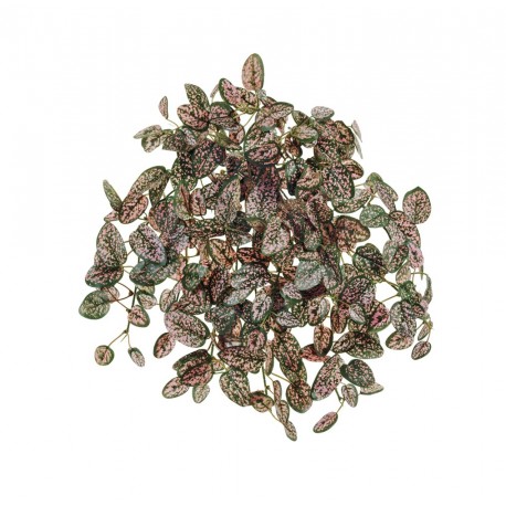 Хипоэстес Дэнс розово-зеленый ампельный 26 см