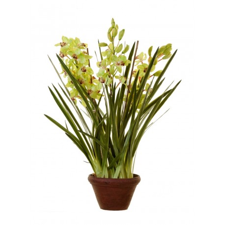 Орхидея Цимбидиум куст св.зелен большой в кашпо 115 см