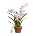 Орхидея Дендробиум сиренево-белая 60 см в терракот.кашпо