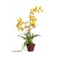Орхидея Дансинг Канарейка 65 см в терракот.кашпо